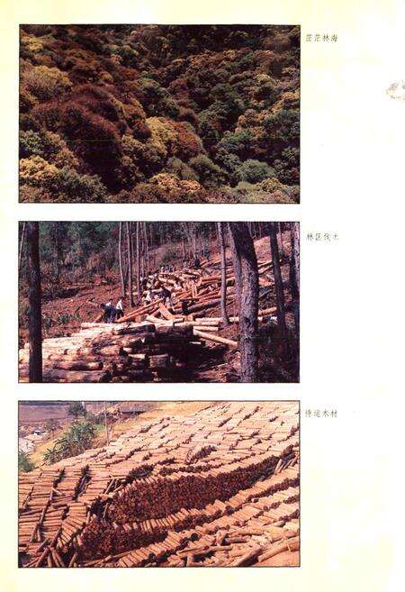 《镇沅彝族哈尼族拉祜族自治县志》.pdf电子版_云南省志预览图5