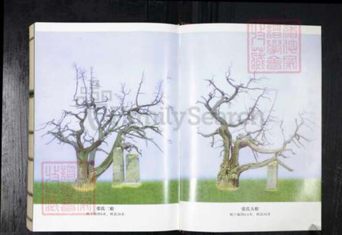 山东省青岛市平度市王氏族谱-云山王氏宗谱.pdf电子版预览图3