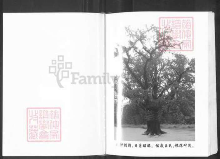 山东省泰安市新泰市王氏族谱-王氏族谱.pdf电子版预览图2