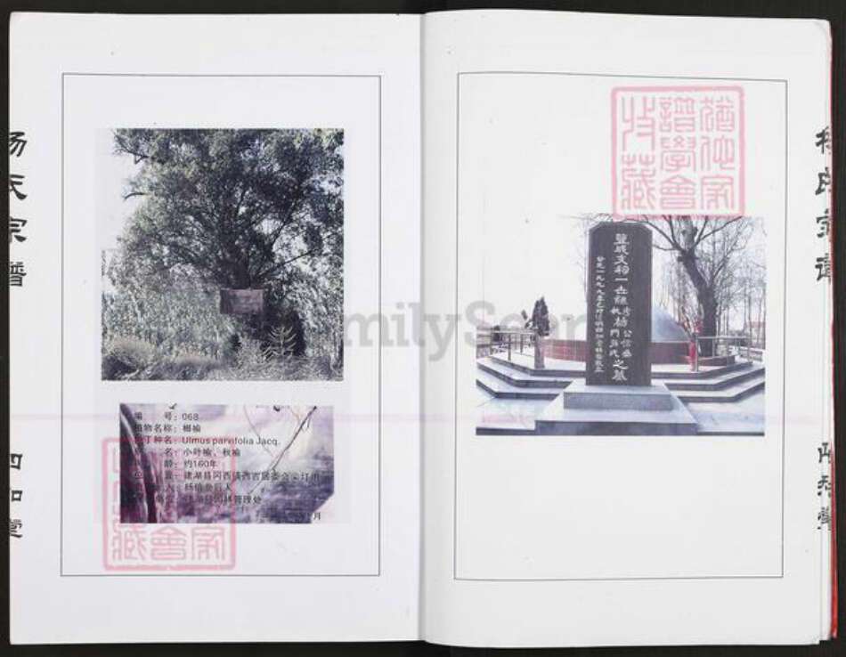 江苏省盐城市建湖县冈西镇杨氏四知堂族谱-杨氏宗谱.pdf电子版预览图4