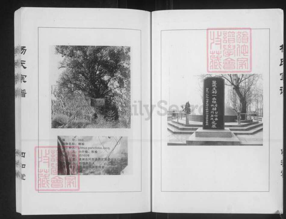 江苏省盐城市建湖县杨氏四知堂族谱-杨氏宗谱.西门支系.pdf电子版预览图4