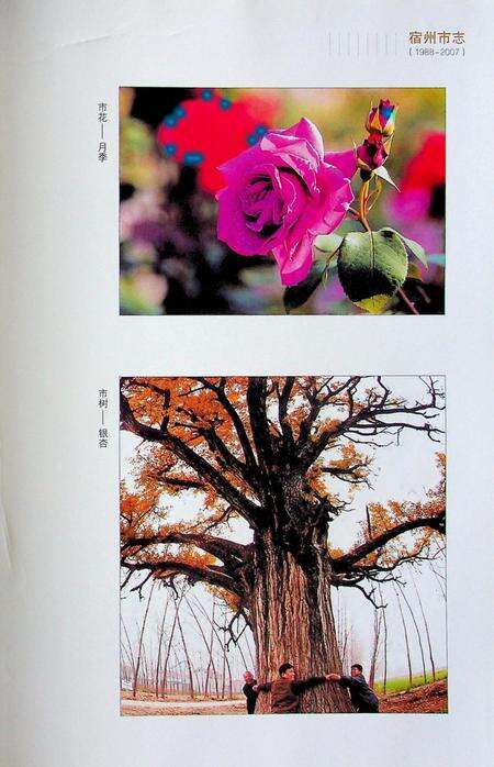 宿州市志(1988-2007)上.pdf电子版_安徽省志预览图1