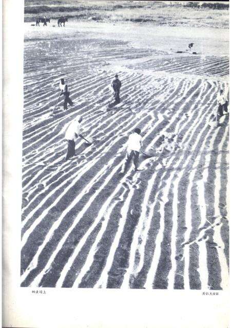 新疆画报1963年第04期.pdf电子版_新疆维吾尔族自治区志预览图1