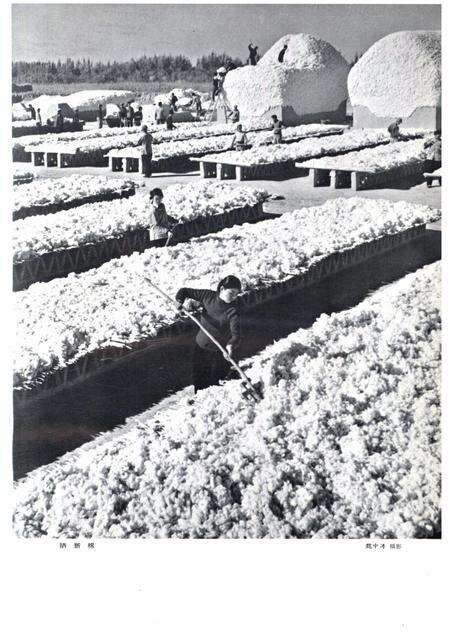 新疆画报1964年第06期.pdf电子版_新疆维吾尔族自治区志预览图1