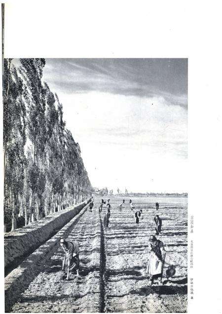 新疆画报1965年第02期.pdf电子版_新疆维吾尔族自治区志预览图1