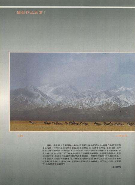 新疆画报1994年第03期.pdf电子版_新疆维吾尔族自治区志预览图1