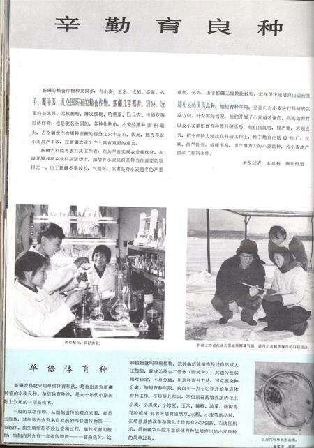 新疆画报1979年第03期.pdf电子版_新疆维吾尔族自治区志预览图3