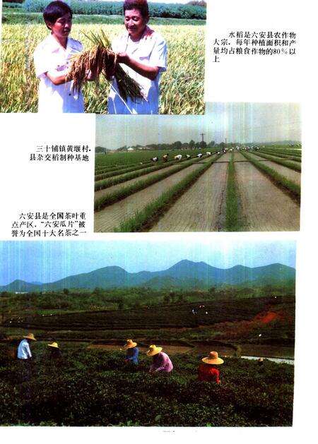 1993版六安县志.pdf电子版_安徽省志预览图4