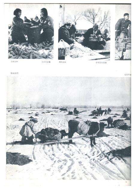 新疆画报1963年第01期.pdf电子版_新疆维吾尔族自治区志预览图4