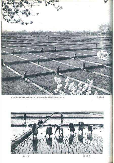 新疆画报1964年第04期.pdf电子版_新疆维吾尔族自治区志预览图4