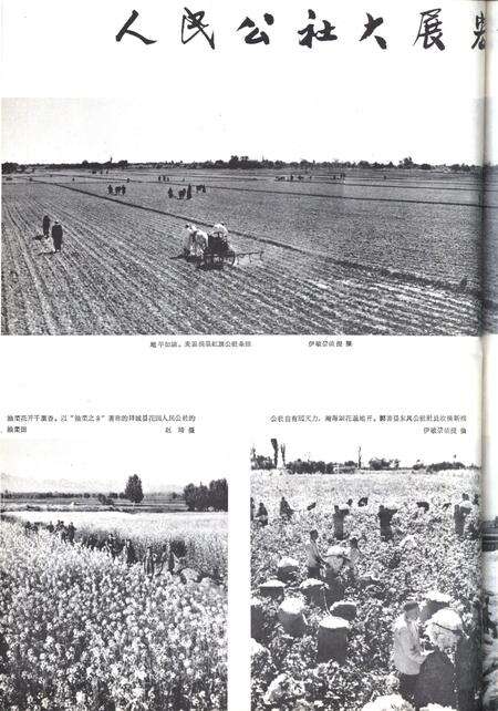 新疆画报1964年第05期.pdf电子版_新疆维吾尔族自治区志预览图4