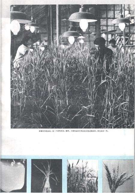 新疆画报1979年第03期.pdf电子版_新疆维吾尔族自治区志预览图4