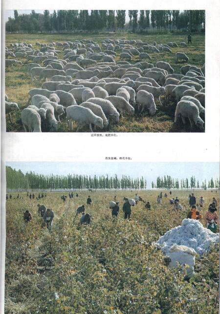 新疆画报1979年第04期.pdf电子版_新疆维吾尔族自治区志预览图4