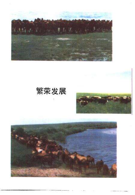 1986-鄂温克族自治旗社会经济发展概况  1981-1985.pdf电子版_内蒙古志预览图4