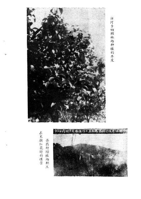 1986版庐江县药志.pdf电子版_安徽省志预览图5