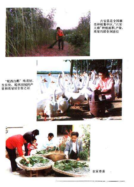 1993版六安县志.pdf电子版_安徽省志预览图5