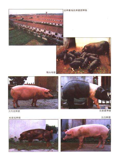 1994-嘉定县畜牧水产局志.pdf电子版_上海市志预览图5