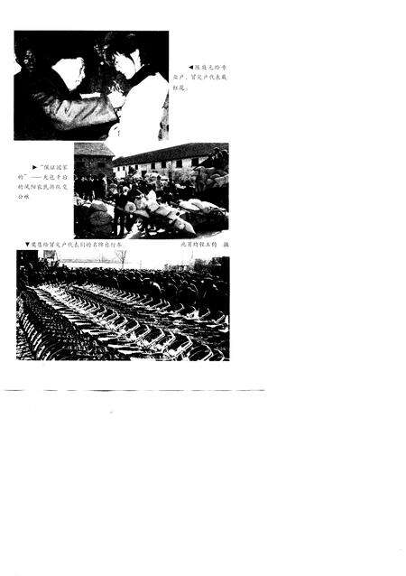 1998版起源  凤阳大包干实录.pdf电子版_安徽省志预览图5