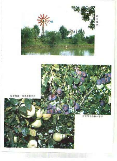 天津水利志  卷10  津南区水利志.pdf电子版_天津市志预览图5