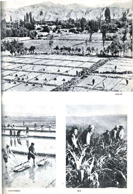 新疆画报1962年第06期.pdf电子版_新疆维吾尔族自治区志预览图5