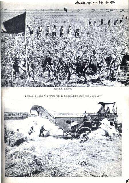 新疆画报1963年第05期.pdf电子版_新疆维吾尔族自治区志预览图5