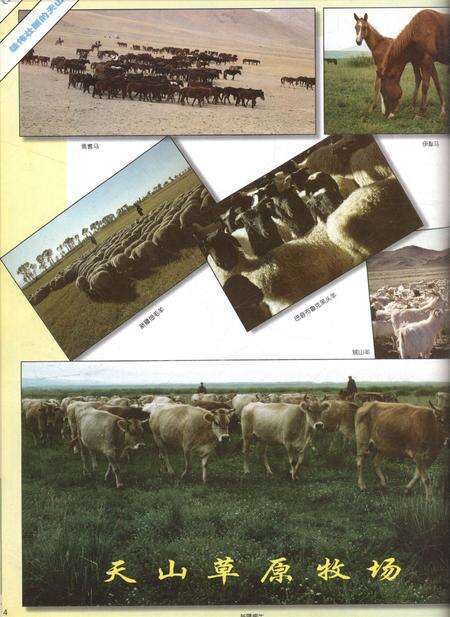 新疆画报1999年第01期.pdf电子版_新疆维吾尔族自治区志预览图5