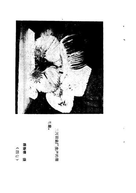 1985版肥西文史资料  第1辑  古镇三河.pdf电子版_安徽省志预览图5