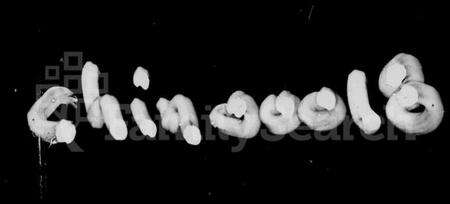 湖南徐氏族谱-徐氏族谱.pdf电子版预览图1