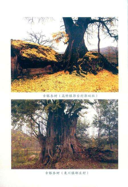 徽县文史资料第39期.pdf电子版_甘肃省志预览图2