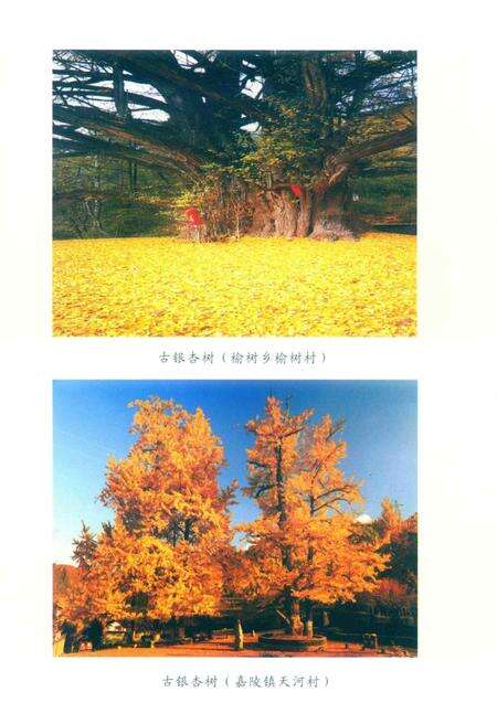 徽县文史资料第39期.pdf电子版_甘肃省志预览图3