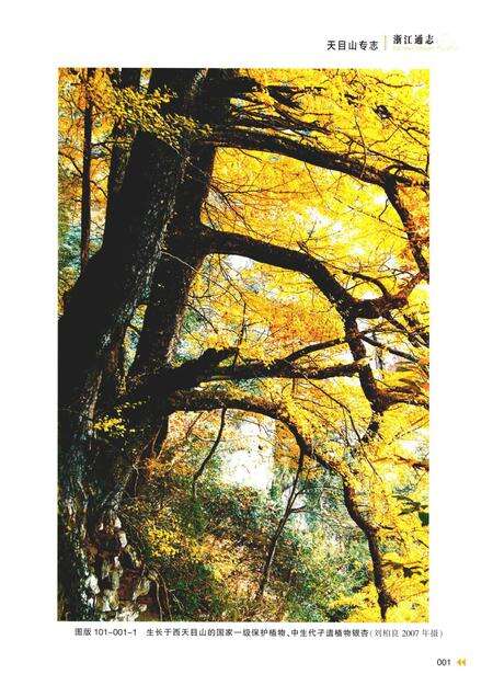 浙江通志  第101卷  天目山专志-《浙江通志》编纂委员会编-杭州：浙江人民出版社.pdf电子版_浙江省志预览图3