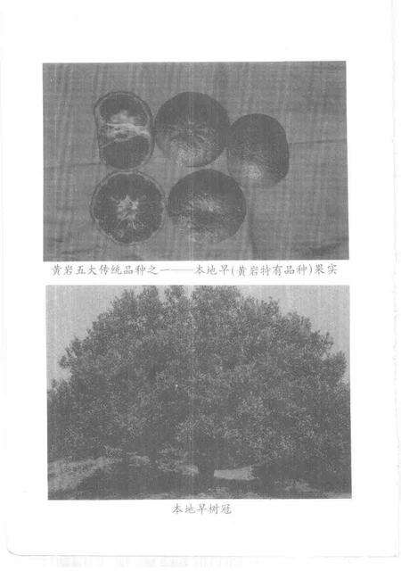 1997-台州文史资料.pdf电子版_浙江省志预览图3