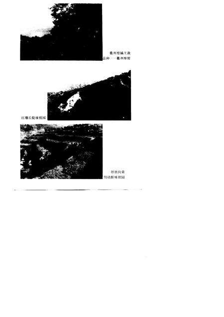 1997-衢州柑桔志.pdf电子版_浙江省志预览图3