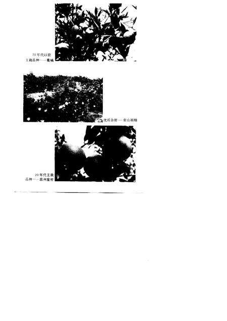 1997-衢州柑桔志.pdf电子版_浙江省志预览图4