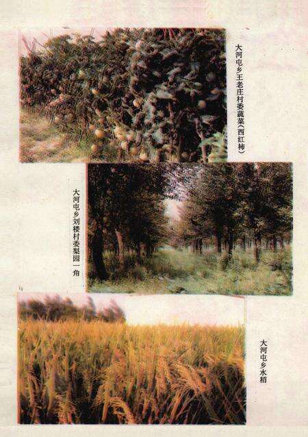 大河屯乡志.pdf电子版_河南省志预览图5