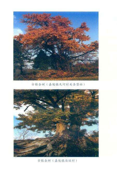 徽县文史资料第39期.pdf电子版_甘肃省志预览图5