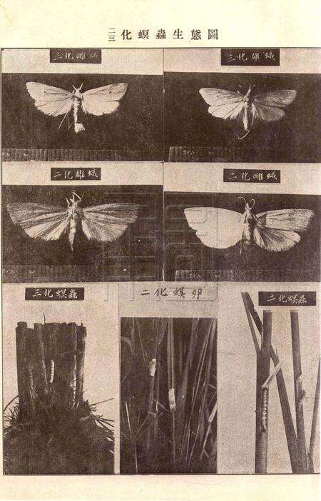 鄞慈镇奉四县联合治虫讲习会会刊.pdf电子版_浙江省志预览图5