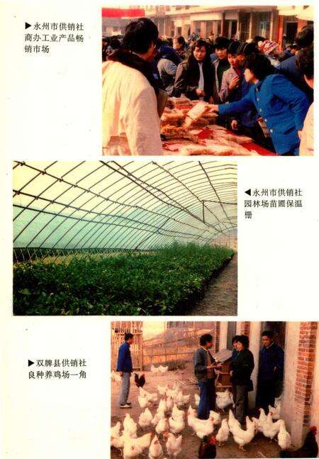 零陵地区志供销合作社志.pdf电子版_湖南省志预览图5