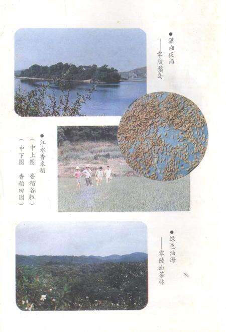 零陵粮食经济概论.pdf电子版_湖南省志预览图5