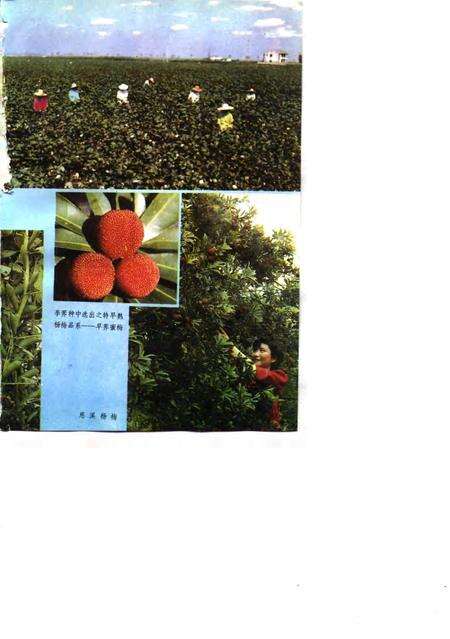 1991-慈溪农业志.pdf电子版_浙江省志预览图5