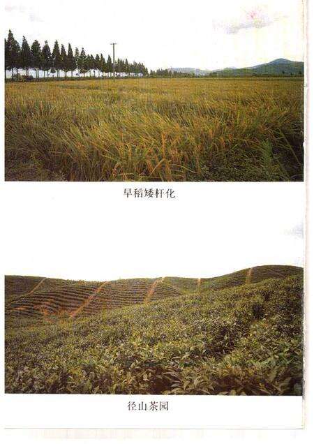 1992-余杭文史资料  第7辑  余杭名产古今谈.pdf电子版_浙江省志预览图5