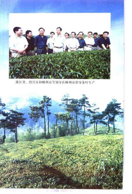 2000-嵊州文史资料  第13辑  嵊州茶叶.pdf电子版_浙江省志预览图5