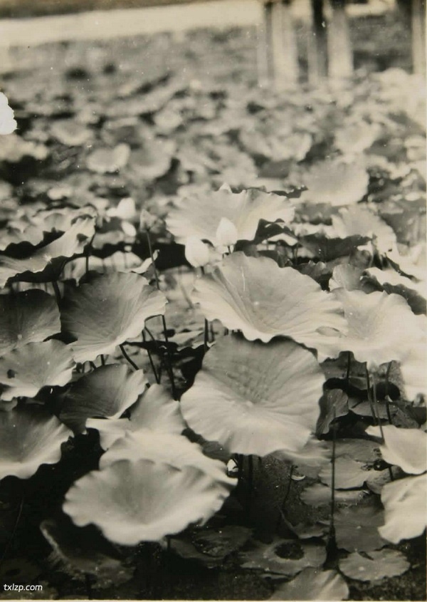 1929年安徽芜湖美丽风光照（上）预览图10