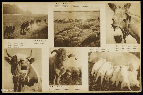 《跃进满洲画贴》新京观光协会 1942年 影集下载预览图4