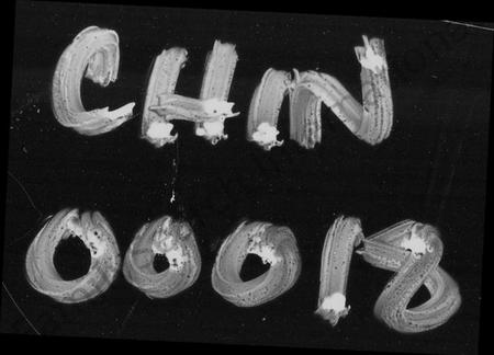 湖南周氏族谱-衡阳东乡周氏五修族谱 [25卷].pdf电子版预览图4