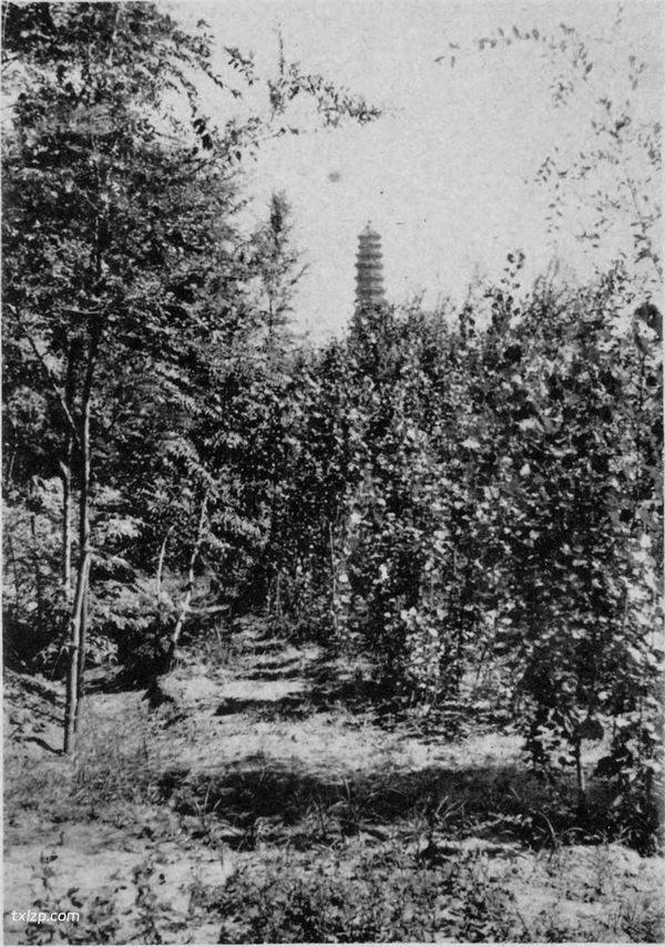 1906年后开封老照片 龙亭|繁塔|佑国寺|大相国寺预览图6