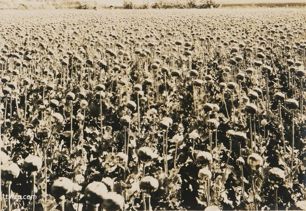 1932年内蒙古赤峰老照片 90余年前的林西县风貌预览图8